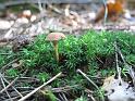 2011-10-02, Pilze (10)